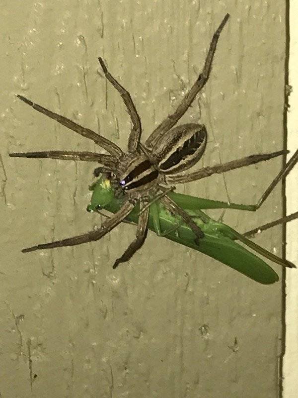 100% Nope (41 pics)