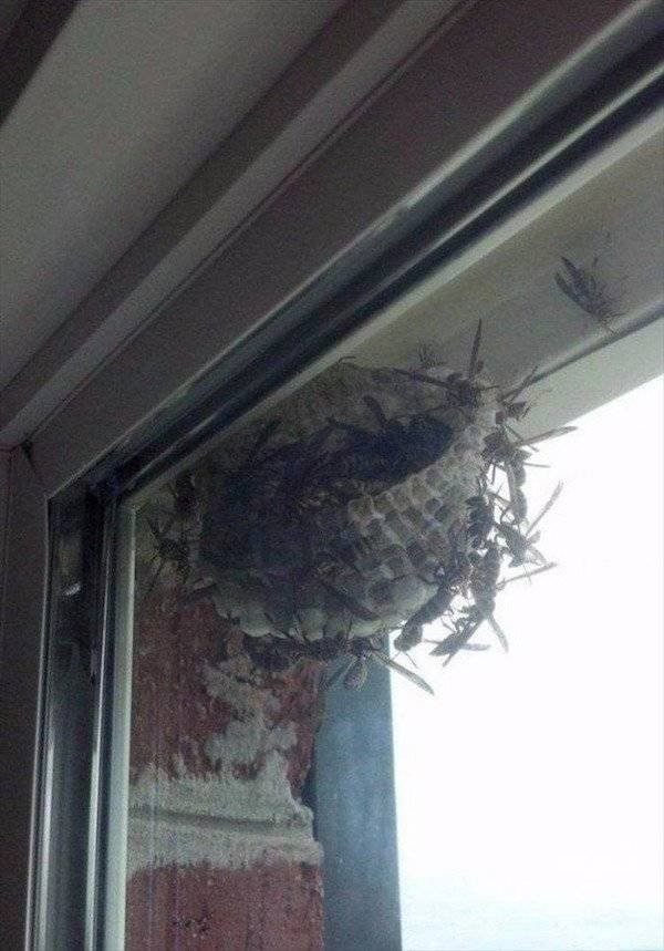 100% Nope (41 pics)