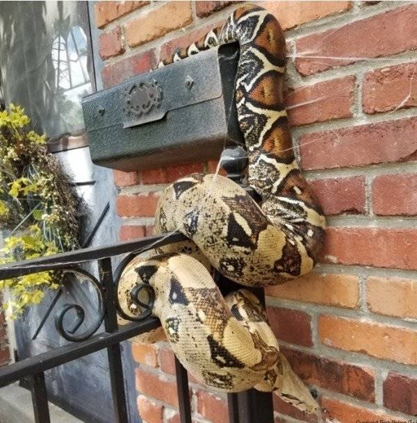 100% Nope (41 pics)