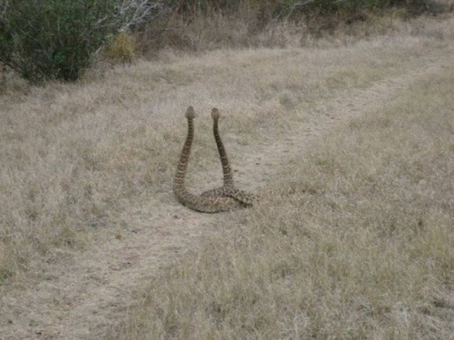 100% Nope (41 pics)