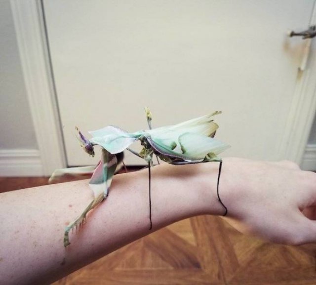 100% Nope (41 pics)