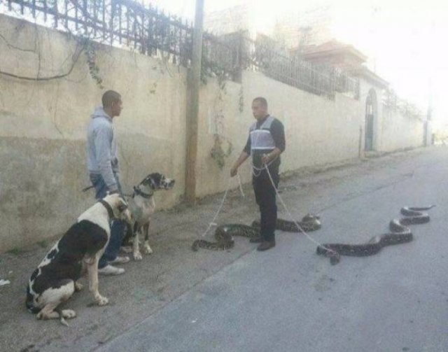 100% Nope (41 pics)