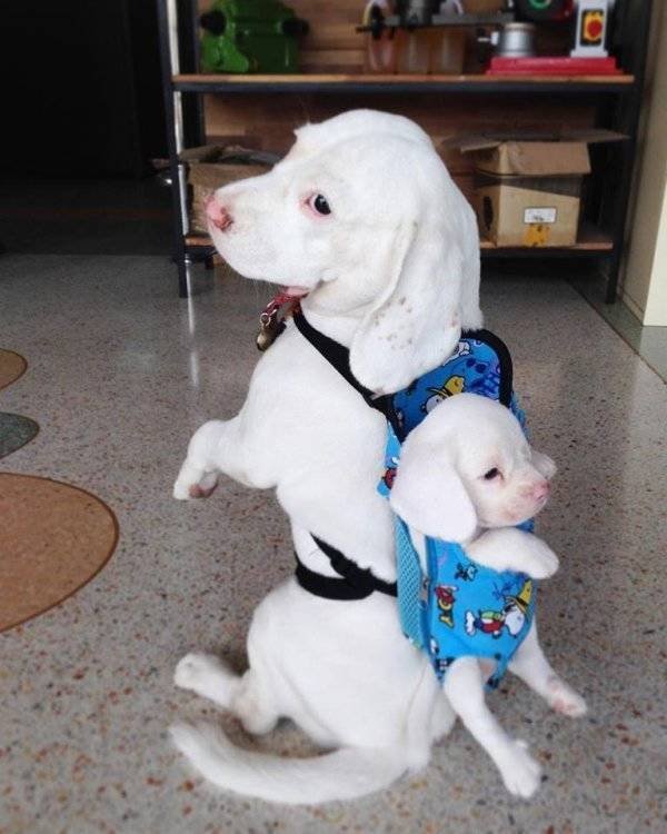 Funny Pictures And Memes About Family (29 pics)