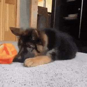 Acid Gifdump, June 10 (25 gifs)