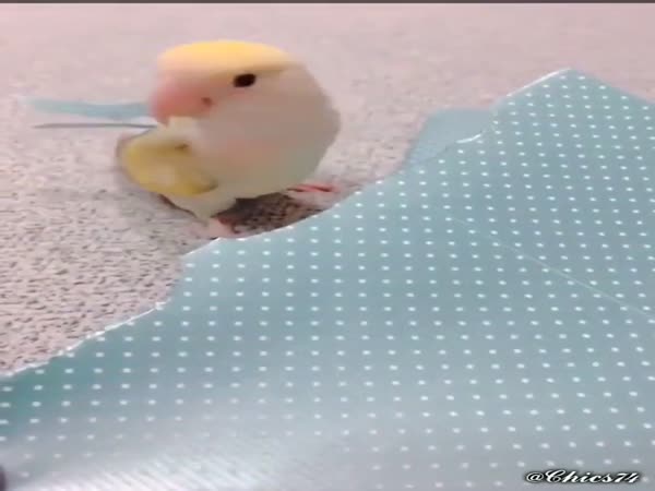 When You Were Meant To Be A Peacock