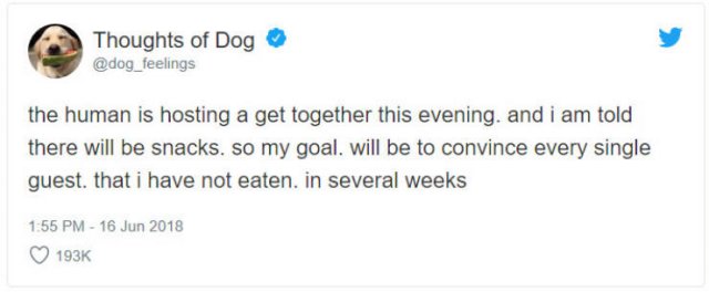 What If We Could Read What Dogs Think (30 pics)