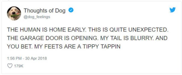 What If We Could Read What Dogs Think (30 pics)