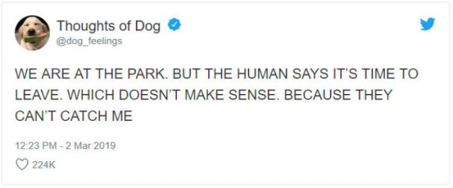 What If We Could Read What Dogs Think (30 pics)
