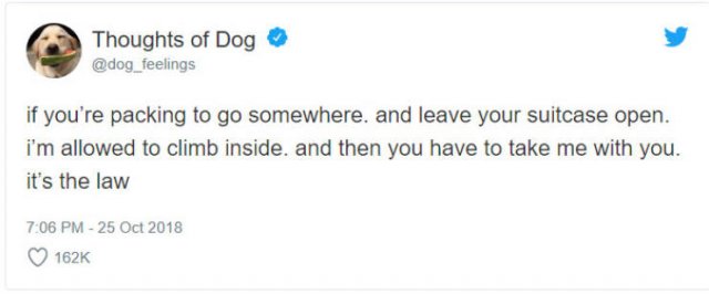 What If We Could Read What Dogs Think (30 pics)