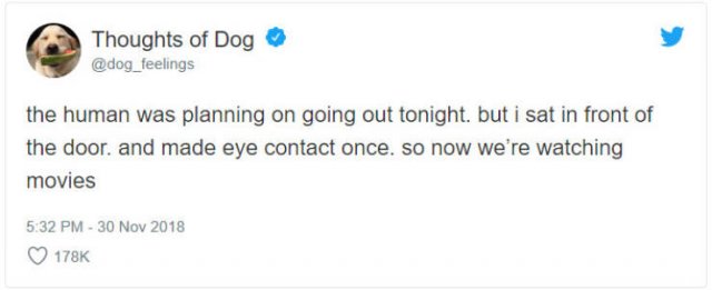 What If We Could Read What Dogs Think (30 pics)