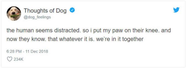 What If We Could Read What Dogs Think (30 pics)