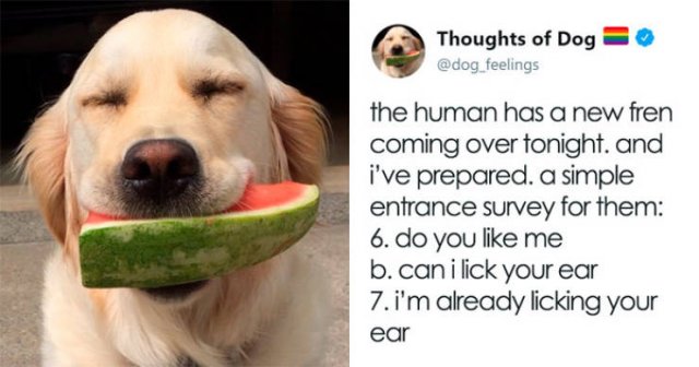 What If We Could Read What Dogs Think (30 pics)