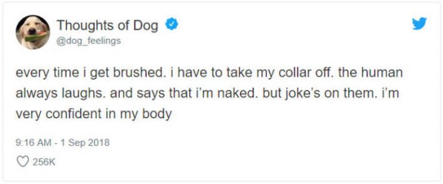 What If We Could Read What Dogs Think (30 pics)
