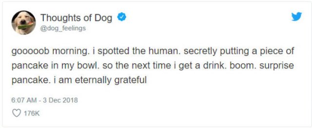 What If We Could Read What Dogs Think (30 pics)