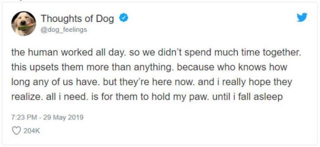 What If We Could Read What Dogs Think (30 pics)