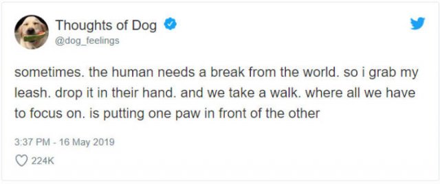 What If We Could Read What Dogs Think (30 pics)