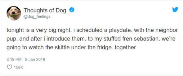 What If We Could Read What Dogs Think (30 pics)