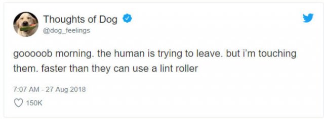 What If We Could Read What Dogs Think (30 pics)