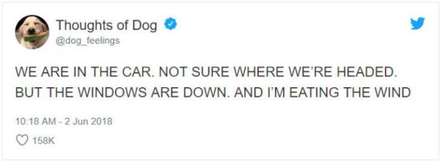 What If We Could Read What Dogs Think (30 pics)
