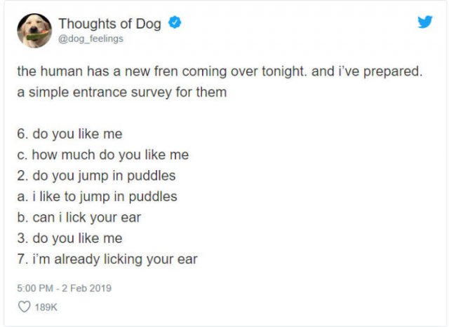 What If We Could Read What Dogs Think (30 pics)