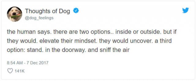 What If We Could Read What Dogs Think (30 pics)