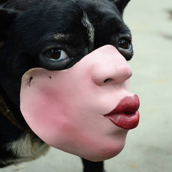 Dogs With Human Faces (13 pics)