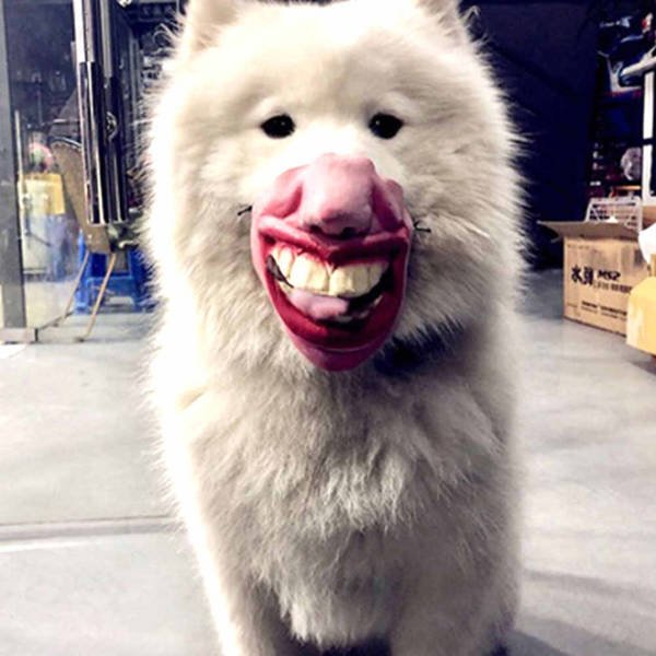 Dogs With Human Faces 13 Pics
