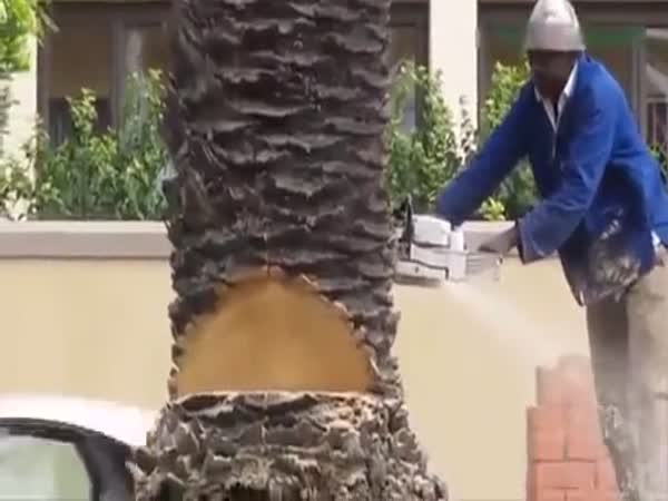 Capetown Tree Cutting Techniques