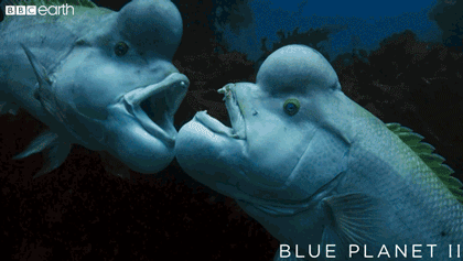 Fish Are Freaky (19 gifs)