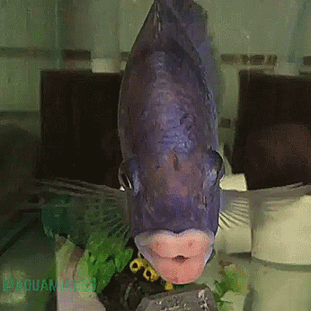 Fish Are Freaky (19 gifs)