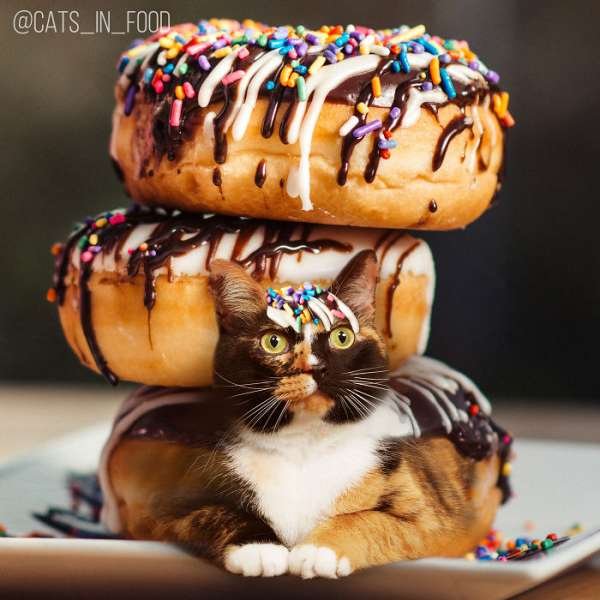 Cats In Food (30 pics)