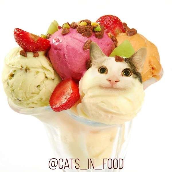 Cats In Food (30 pics)