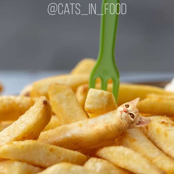 Cats In Food (30 pics)