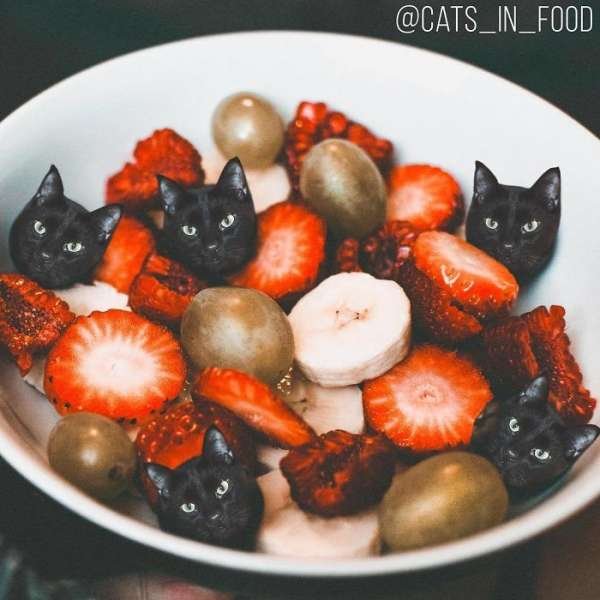 Cats In Food (30 pics)