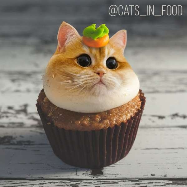 Cats In Food (30 pics)