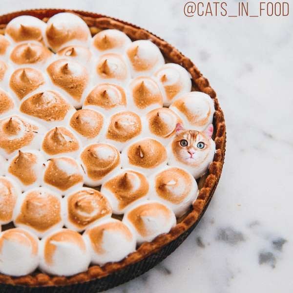 Cats In Food (30 pics)