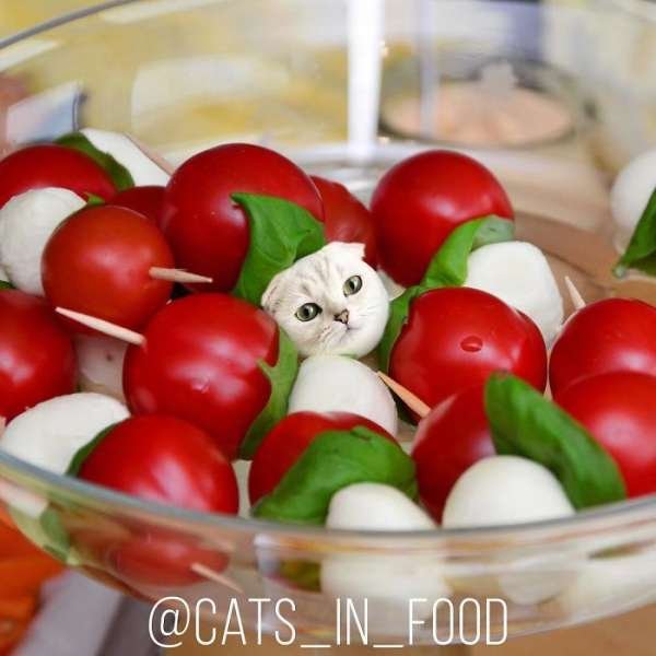 Cats In Food (30 pics)