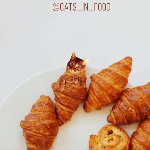 Cats In Food (30 pics)