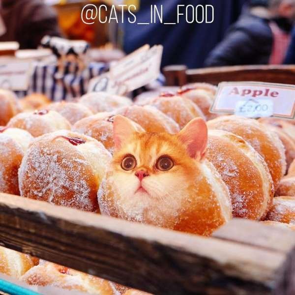 Cats In Food (30 pics)