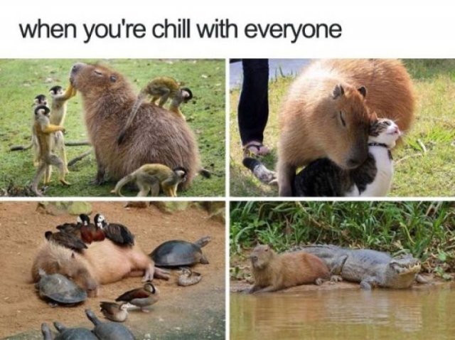 Animal Memes (27 pics)