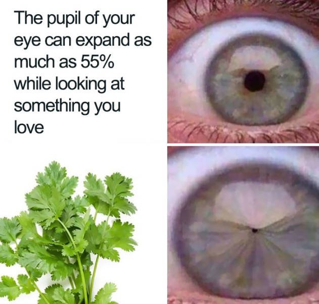 People Hate Coriander (50 pics)
