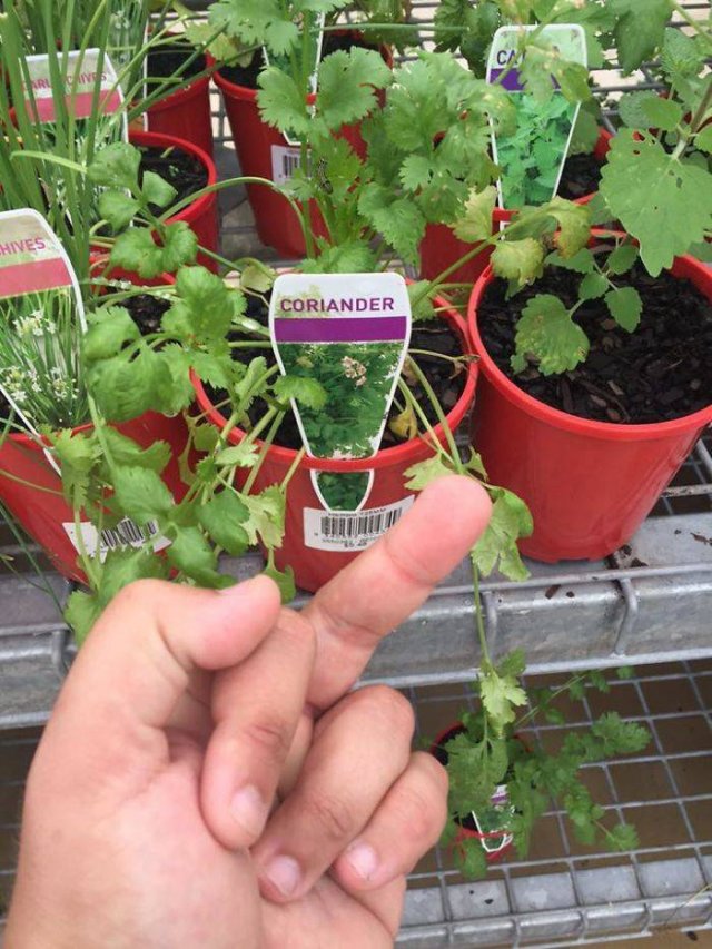 People Hate Coriander (50 pics)