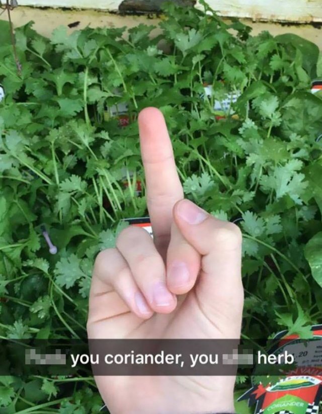 People Hate Coriander (50 pics)