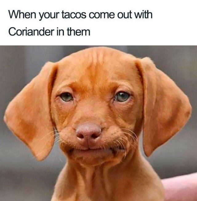 People Hate Coriander (50 pics)