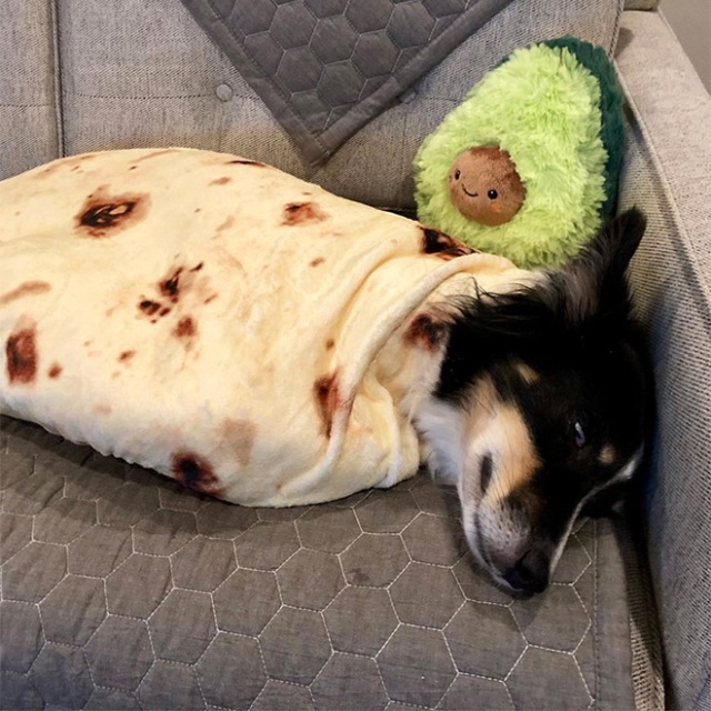 2019 MustHave Burrito Blanket (14 pics)