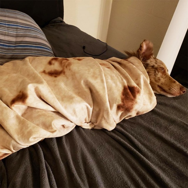 2019 Must-Have Burrito Blanket (14 pics)