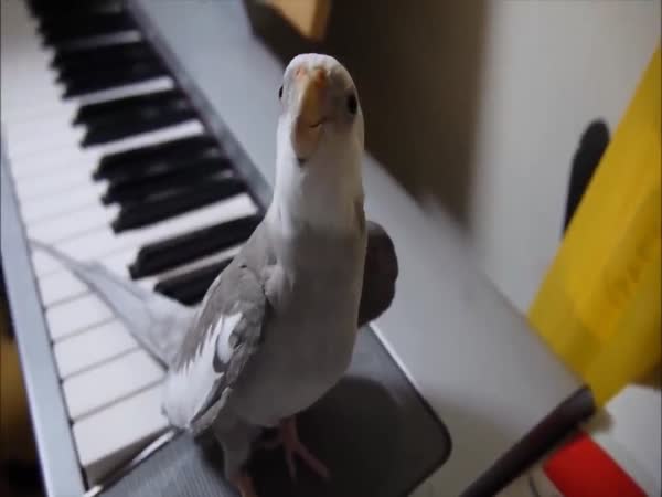 What An Adorable Little Singer