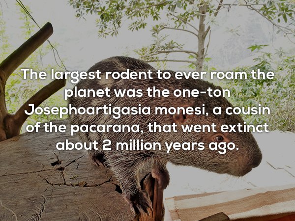 Interesting Facts (20 pics)