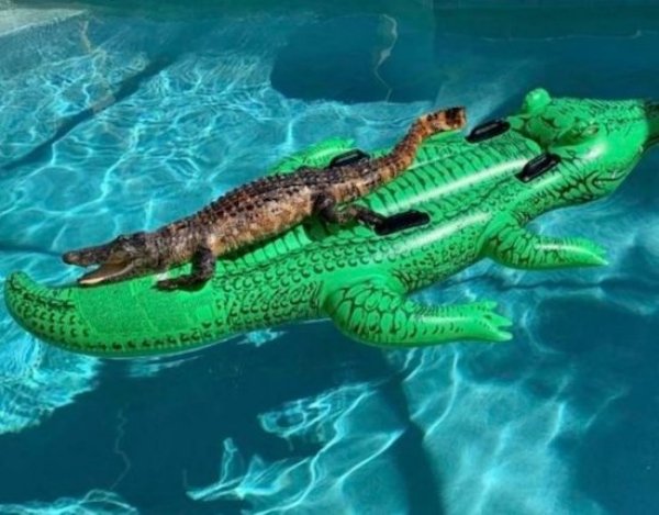 Sh*t Happens (39 pics)