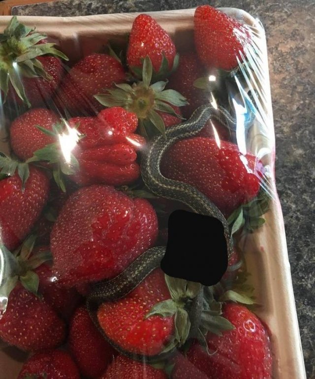 You Don't See Something Like This Everyday (20 pics)